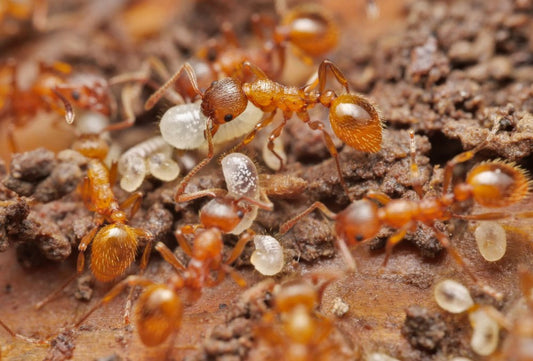 Myrmica rubra (European Fire Ant) Care Sheet - Canada Ant Colony