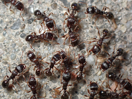 Tetramorium immigrans (Pavement Ants) Care sheet - Canada Ant Colony