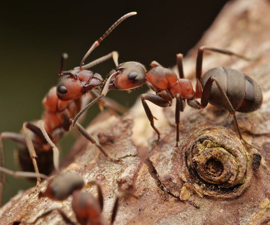 How do Ants Talk to Each Other? What do They Say?