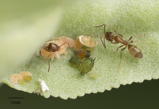 Ant Cowboys: Ants Injure Aphids for Easy Farming