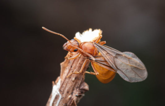 Prenolepis imparis (Winter ants/False Honeypot Ants) Care Sheet - Canada Ant Colony