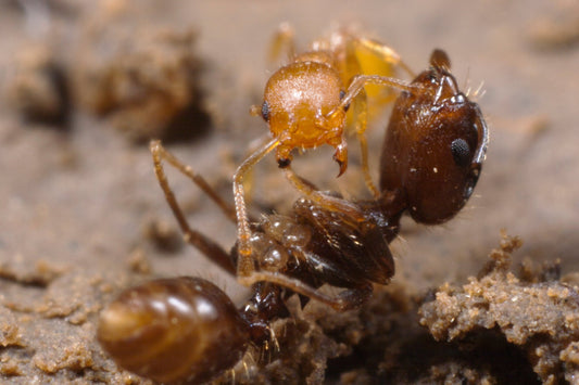 Revolution in the Acorns: The Surprising Slave Rebellion of Ants - Canada Ant Colony