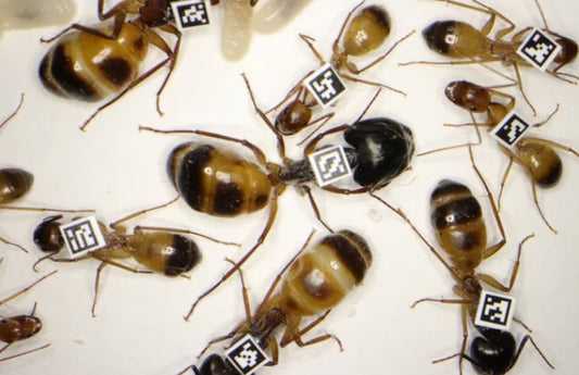 Scientists Put Ants into Political Parties: Here's how they beat the 2-party system - Canada Ant Colony