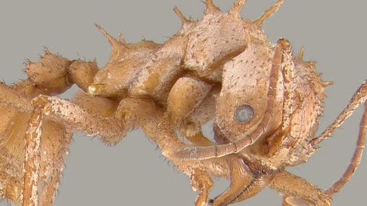 Spiny Leafcutter Ants Developed Metal Armor to Fight Giant Leafcutter's Metal Jaws - Canada Ant Colony