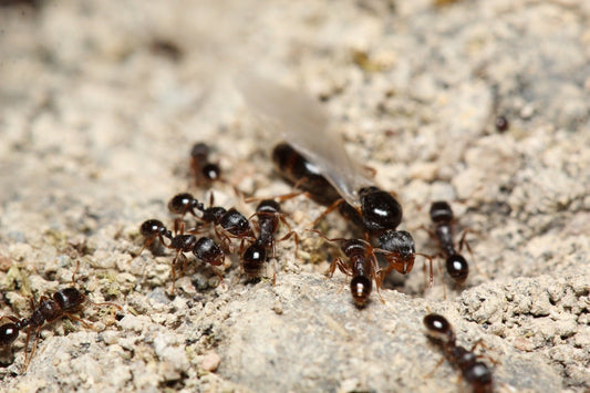 Tetramorium immigrans (Pavement Ants) Care sheet - Canada Ant Colony