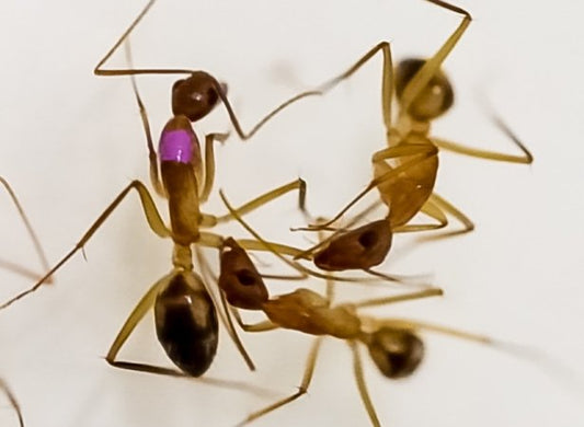 Why Ants Have Better Healthcare Than You - Canada Ant Colony