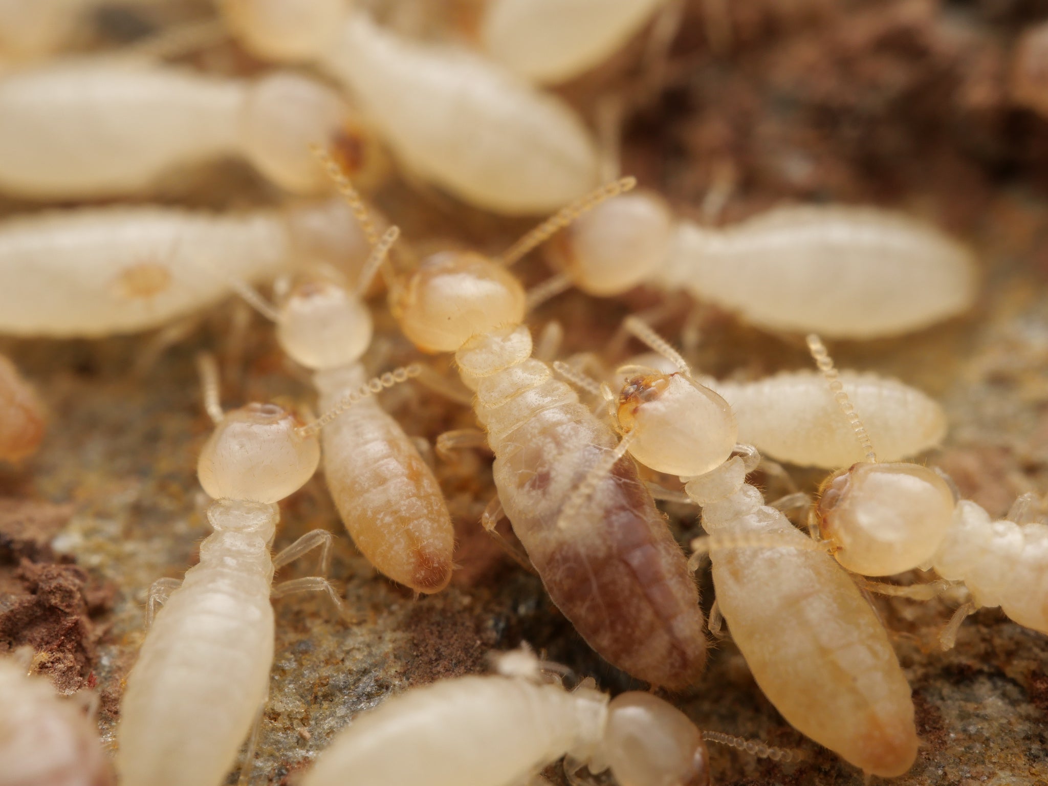 Termites – Canada Ant Colony