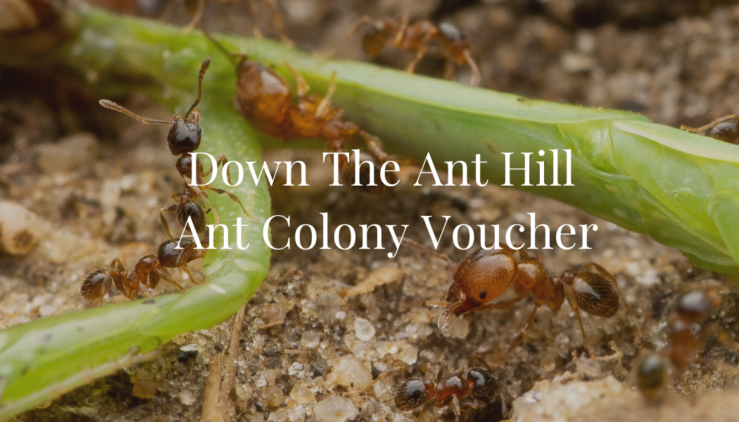 Ant Colony Voucher