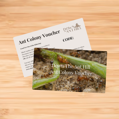 Ant Colony Voucher