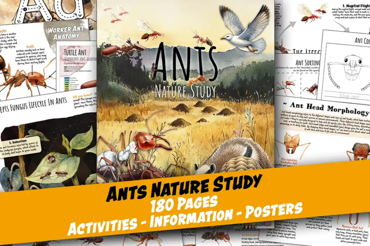 Comprehensive Ant Nature Study