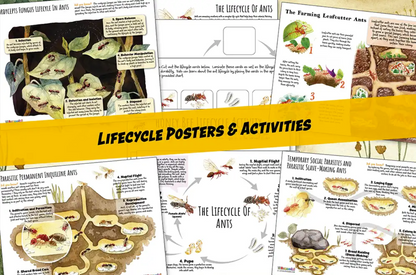 Comprehensive Ant Nature Study