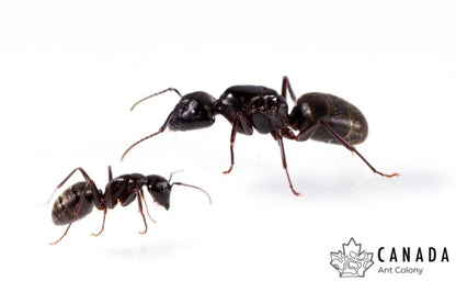 Camponotus pennsylvanicus Eastern Black Carpenter Ant canada-colony