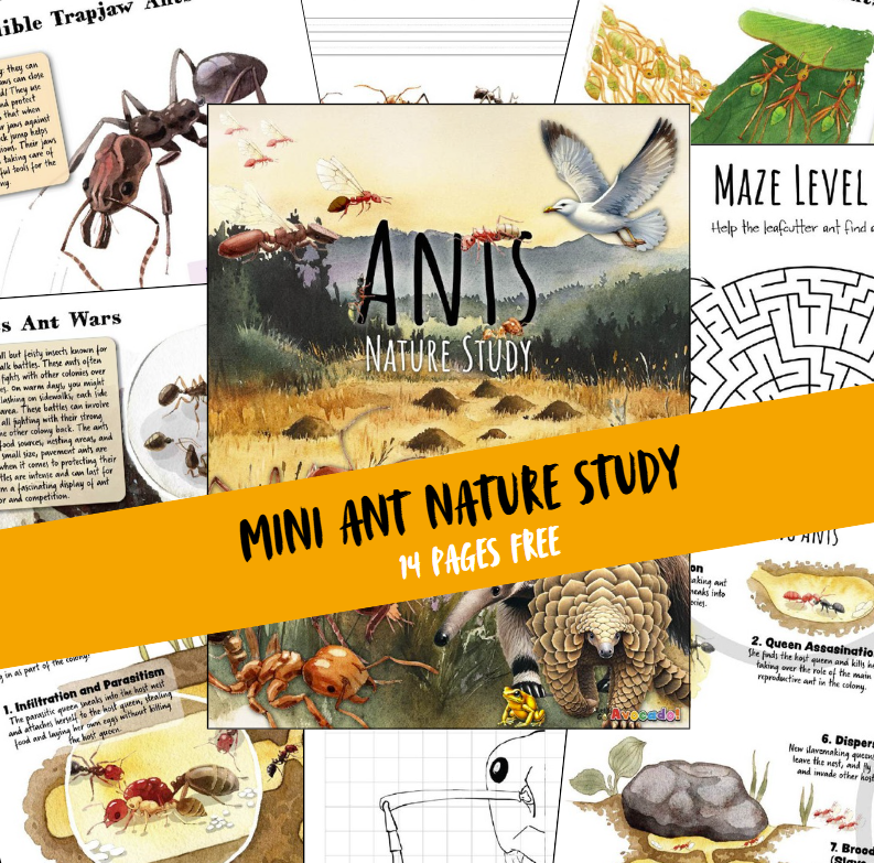 FREE Mini Ant Nature Study!