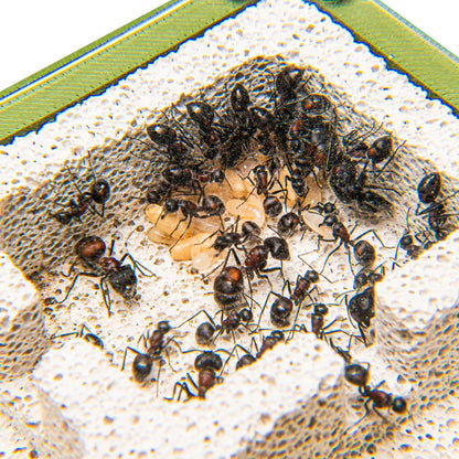 Esthetic Ants: Medium Ytong - Type B canada-colony