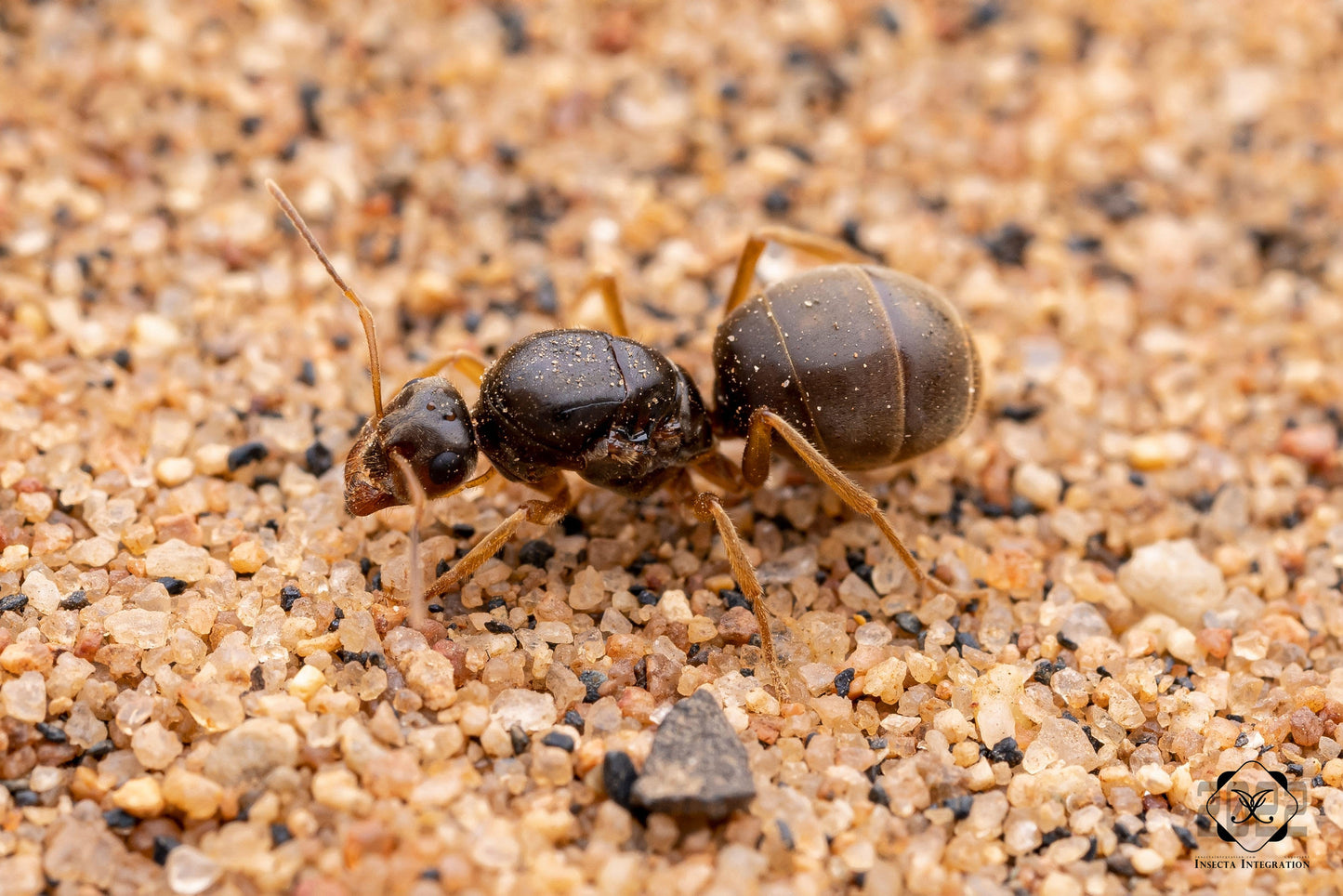 Myrmecocystus testaceus (petite fourmi pot de miel)