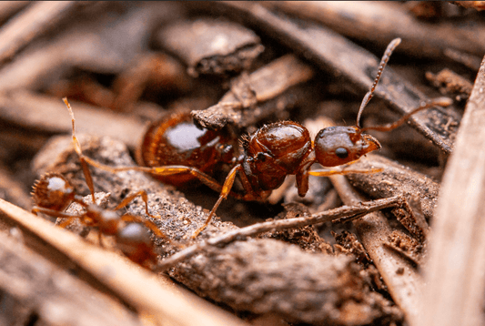 Aphaenogaster picea Black Winnow Ant canada-colony