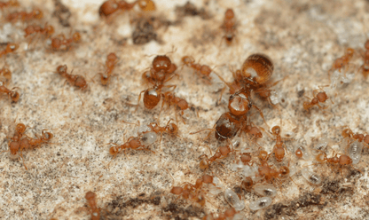 Pheidole anastasii Greenhouse Big-headed Ant canada-colony