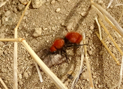 California Velvet Ant (Dasymutilla californica)