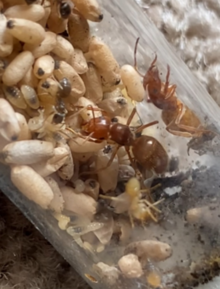 Lasius subumbratus (Orange Fuzzy Ant)