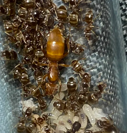 Lasius subumbratus (Orange Fuzzy Ant)