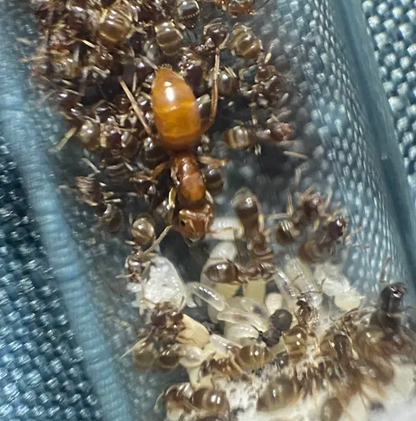 Lasius subumbratus (Orange Fuzzy Ant)