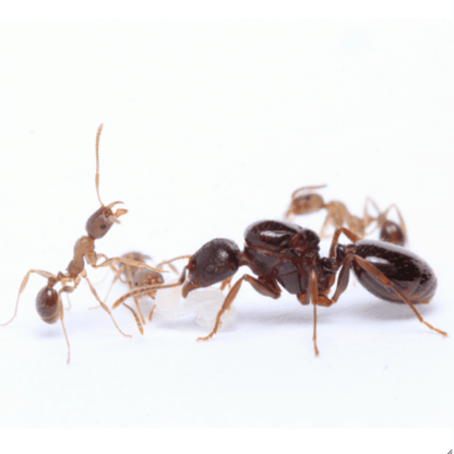 Aphaenogaster picea Black Winnow Ant canada-colony