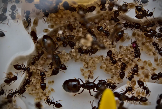 Crematogaster lineolata (Polycolonial Acrobat Ants)