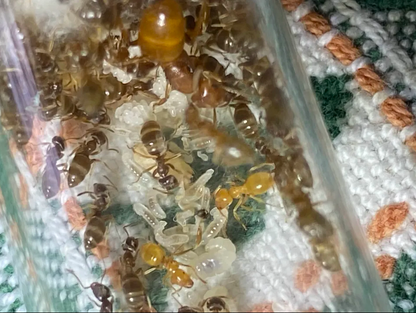 Lasius subumbratus (Orange Fuzzy Ant)