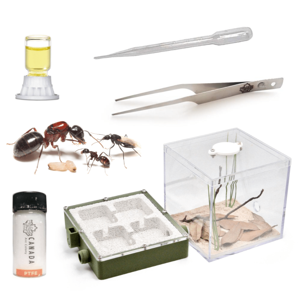Soldier Ant's Founding Starter Kit canada-colony