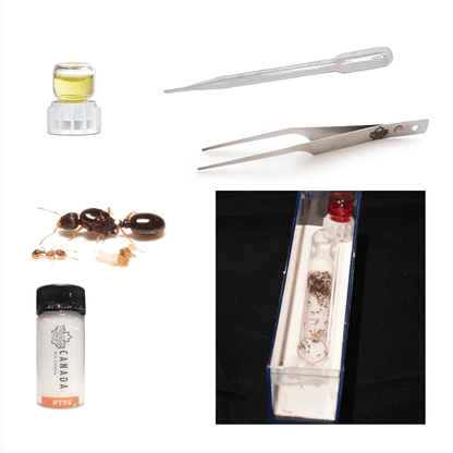 Worker Ant's Founding Starter Kit canada-colony
