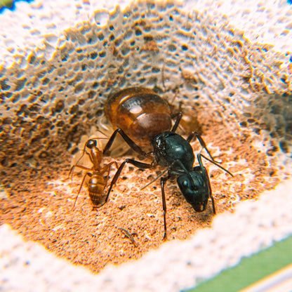 Esthetic Ants: Small Ytong - Type B canada-colony