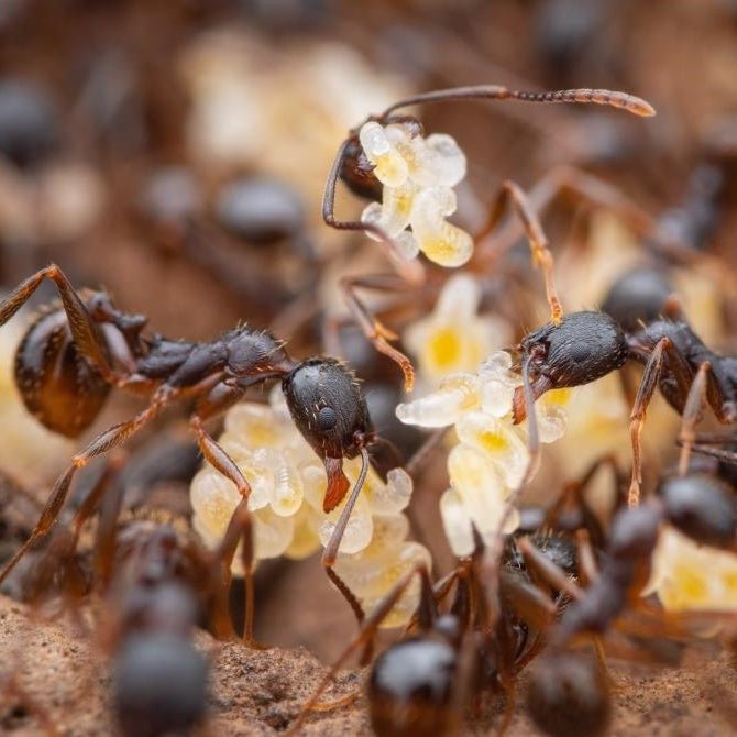 Aphaenogaster picea (Black Winnow Ant) - Canada Ant Colony