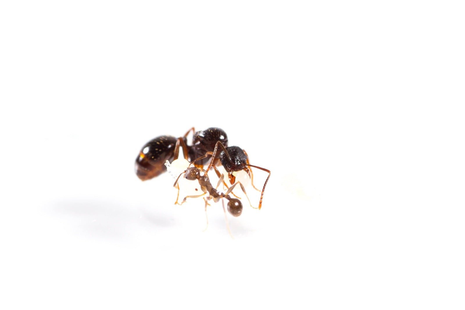 Aphaenogaster picea (Black Winnow Ant) - Canada Ant Colony