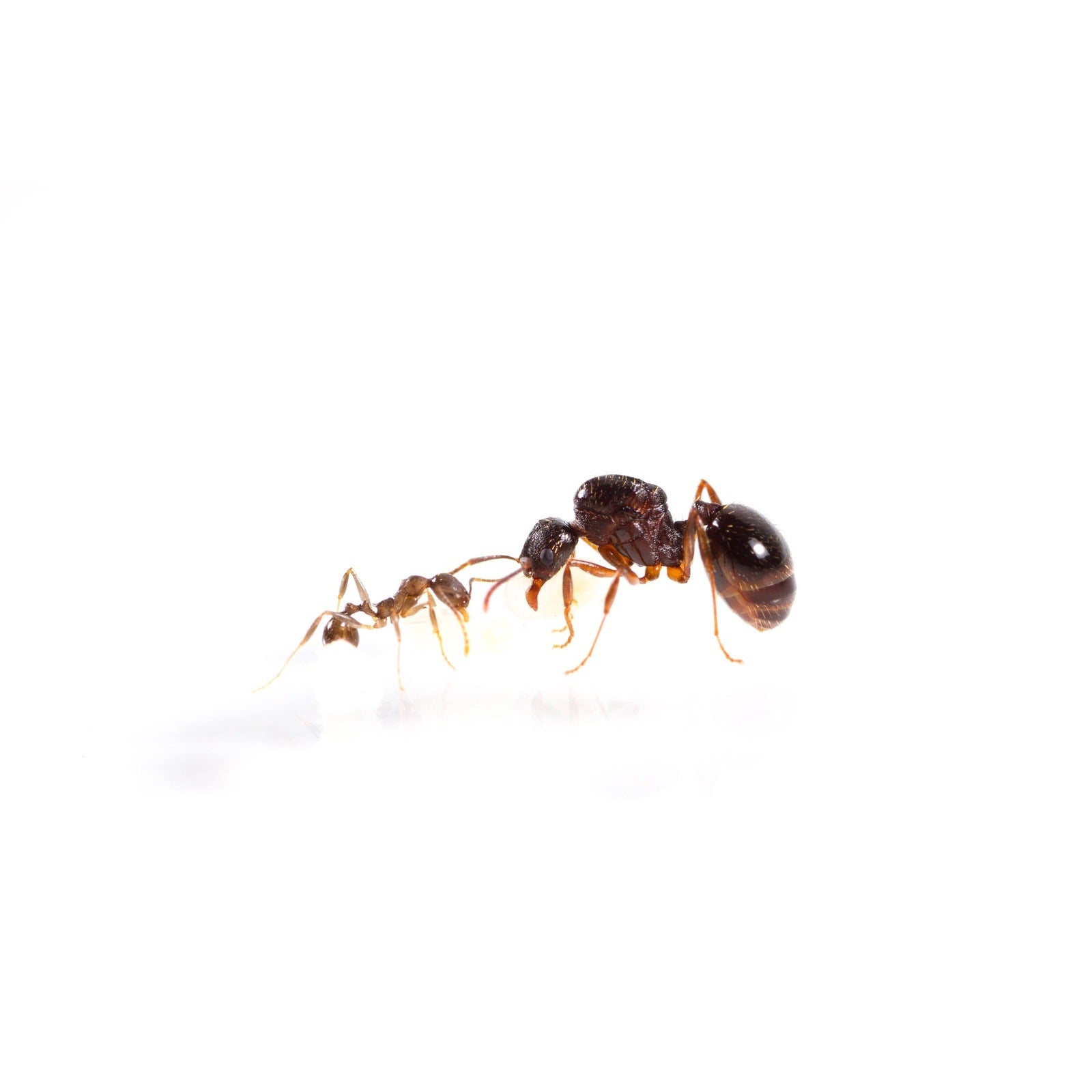 Aphaenogaster picea (Black Winnow Ant) - Canada Ant Colony