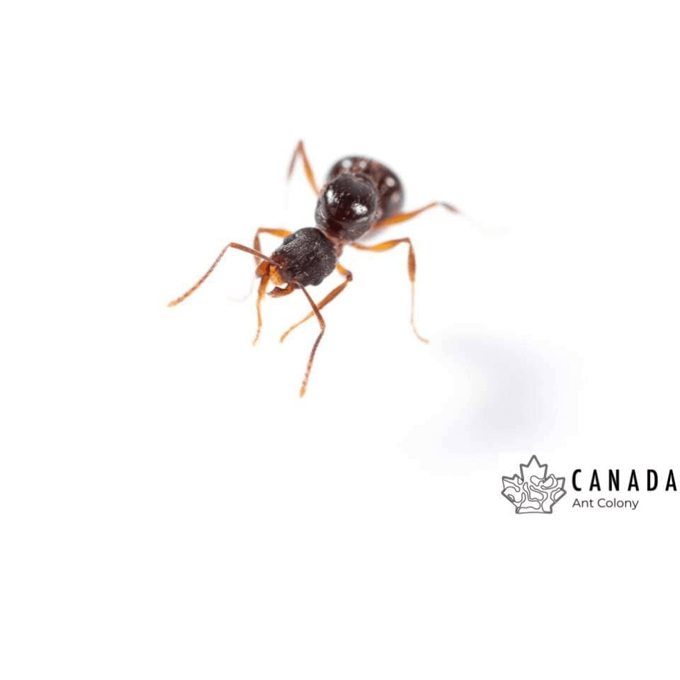 Aphaenogaster picea (Black Winnow Ant) - Canada Ant Colony