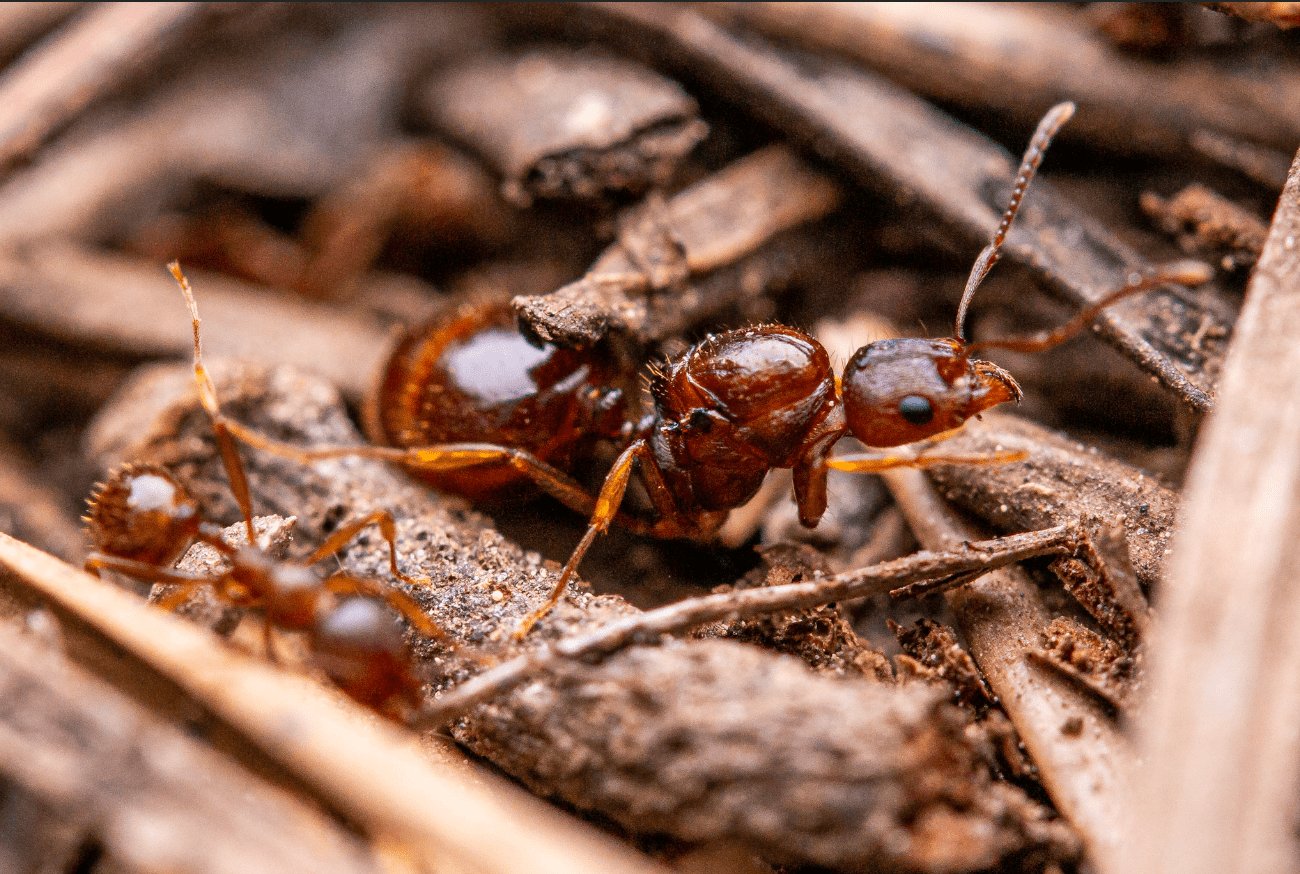 Aphaenogaster picea (Black Winnow Ant) - Canada Ant Colony