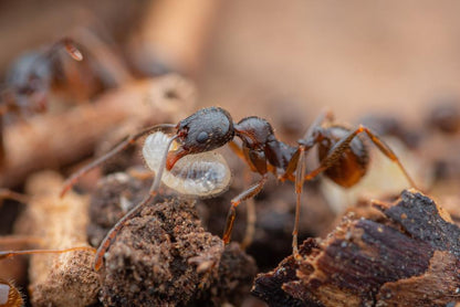 Aphaenogaster picea (Black Winnow Ant) - Canada Ant Colony