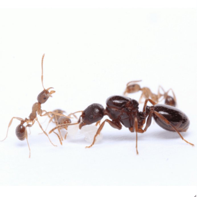 Aphaenogaster picea (Black Winnow Ant) - Canada Ant Colony