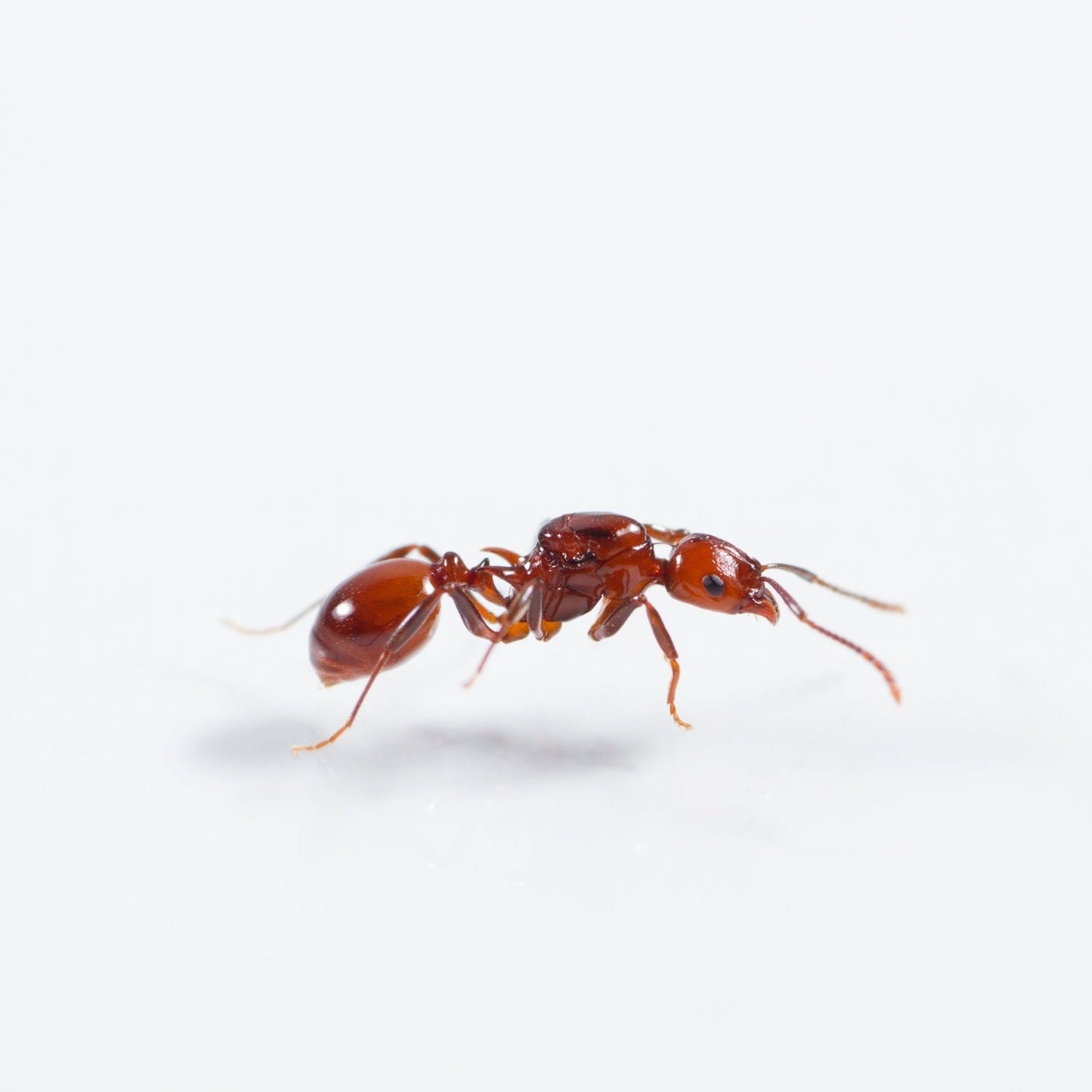 Aphaenogaster tennesseensis (Tennessee Collared Ant) - Canada Ant Colony