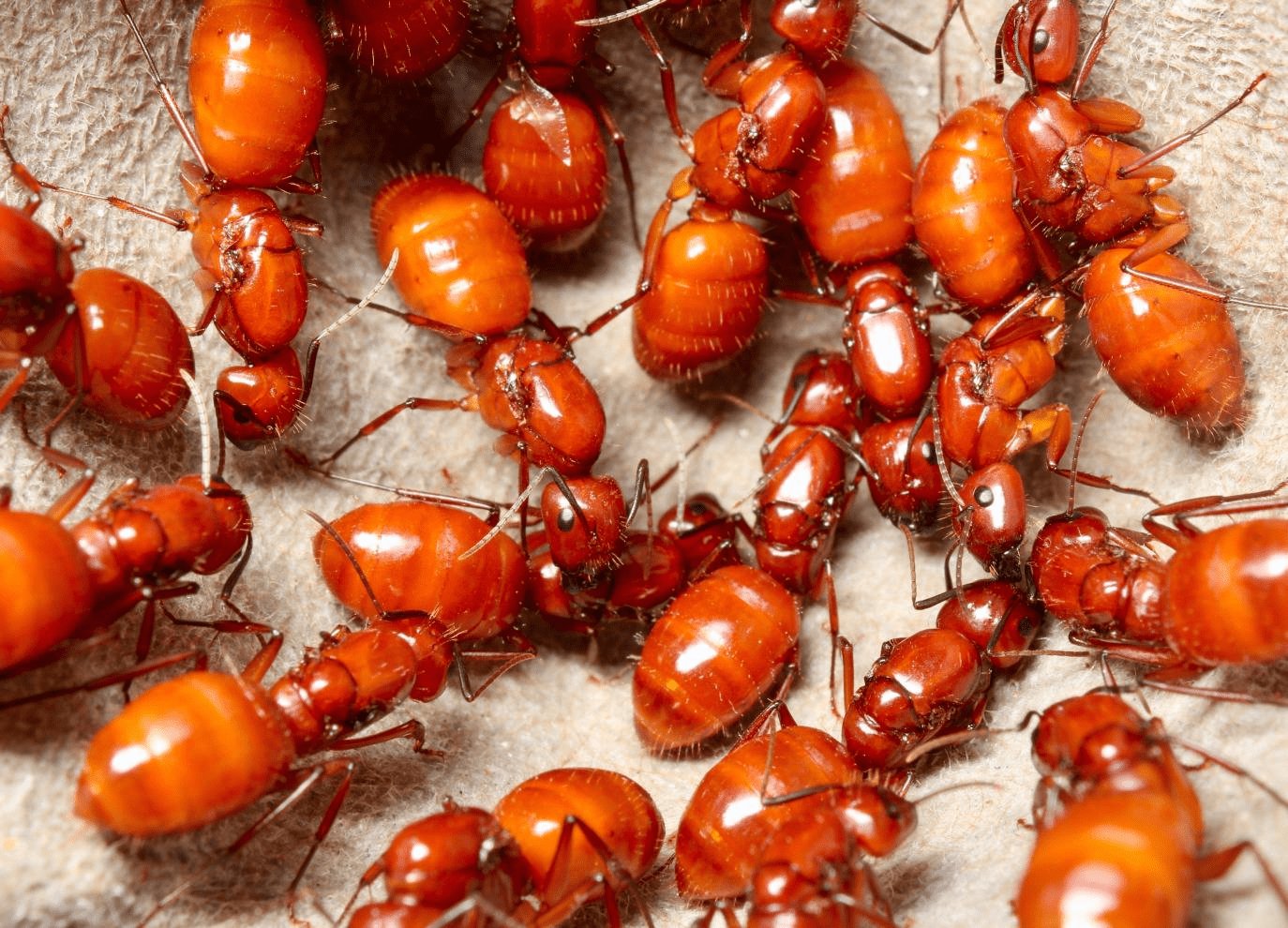 Camponotus castaneus (Chestnut Carpenter Ant) - Canada Ant Colony