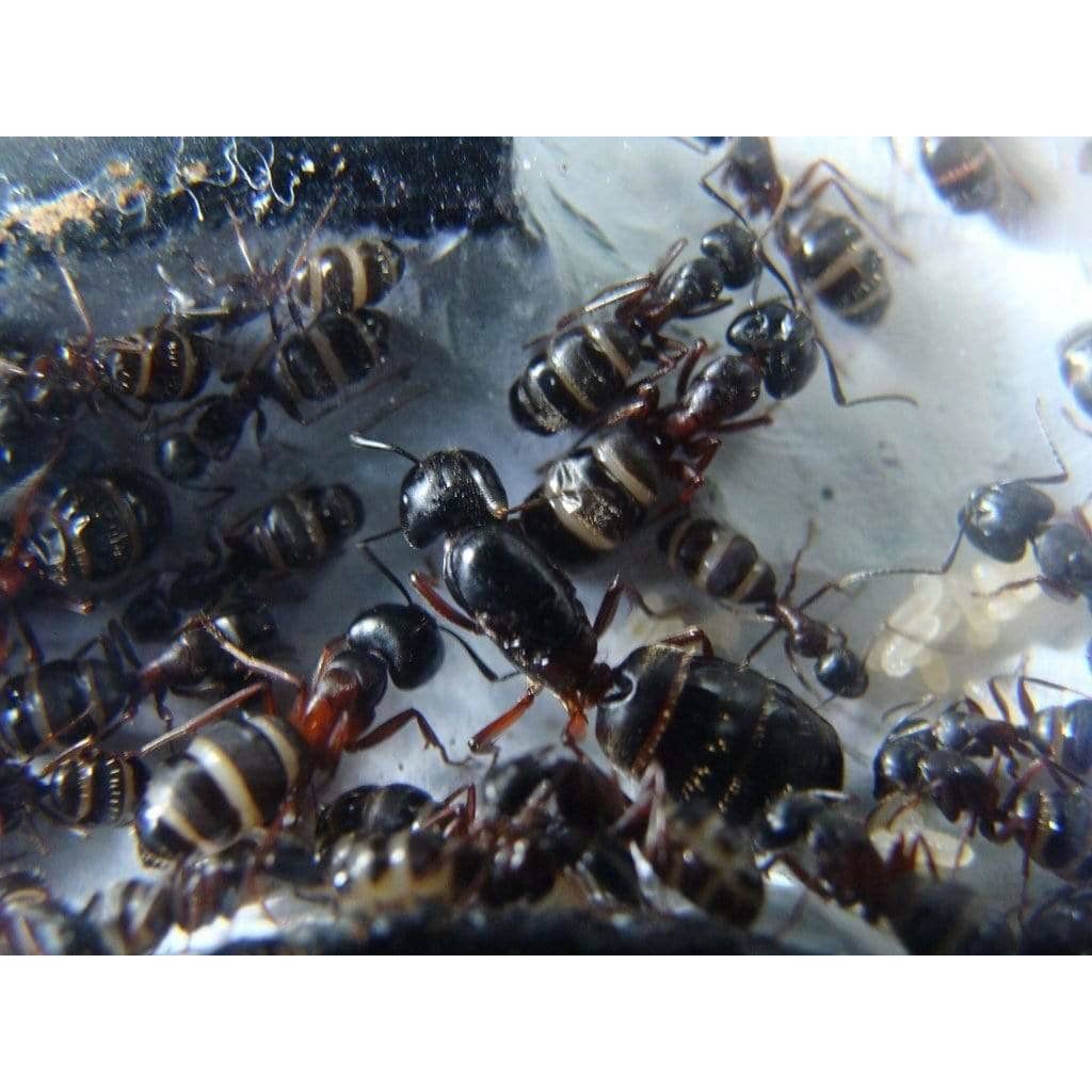 Camponotus herculeanus (Hercules Carpenter Ant) - Canada Ant Colony