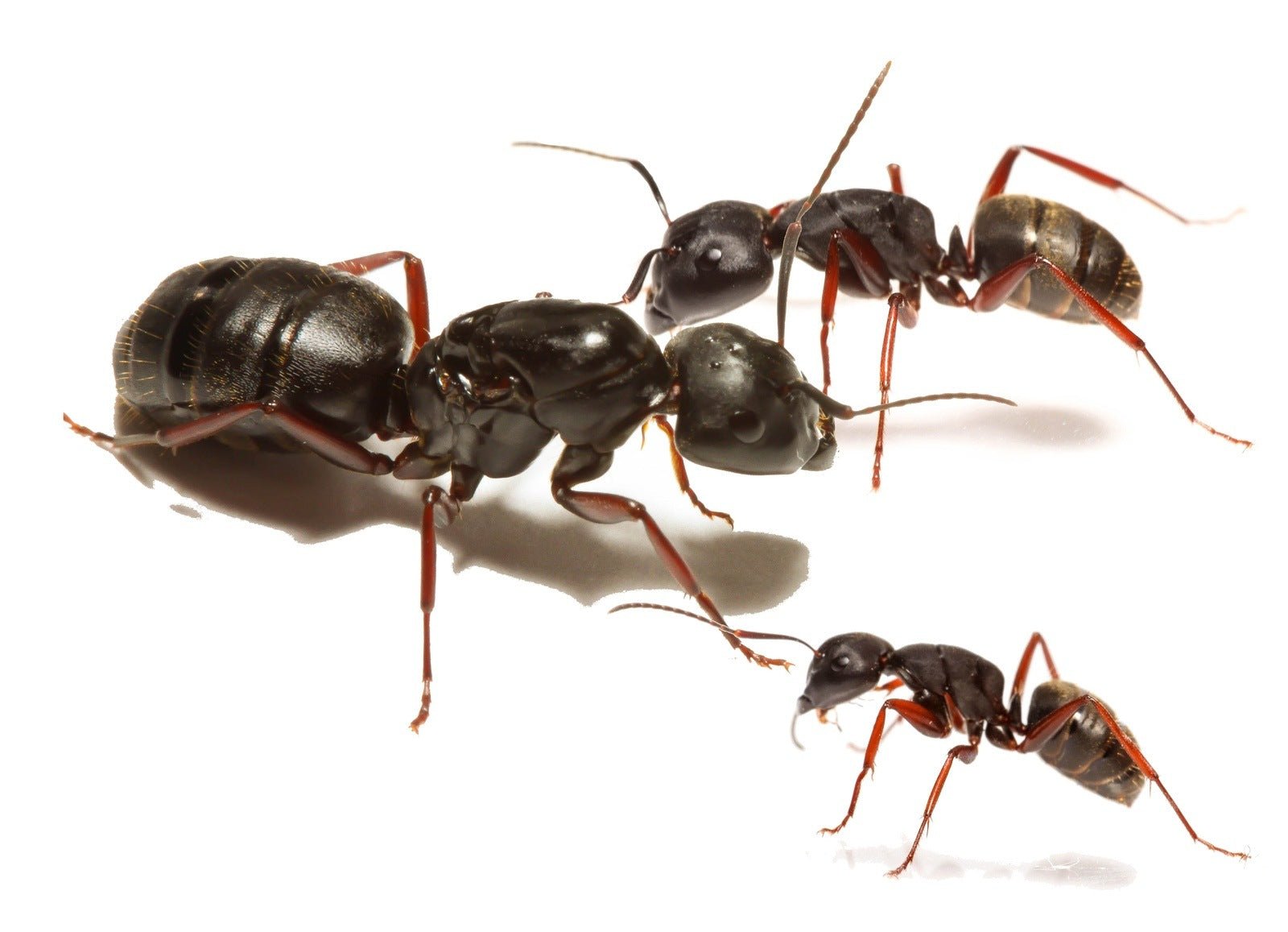 Camponotus herculeanus (Hercules Carpenter Ant) - Canada Ant Colony