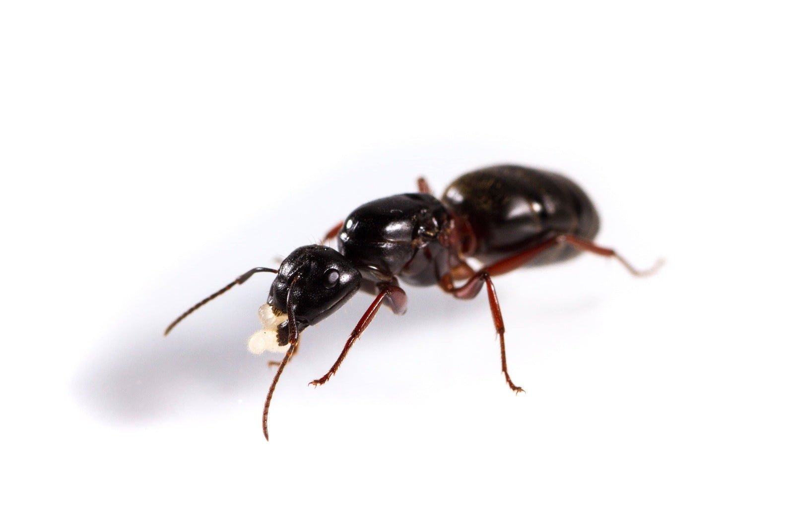 Camponotus herculeanus (Hercules Carpenter Ant) - Canada Ant Colony