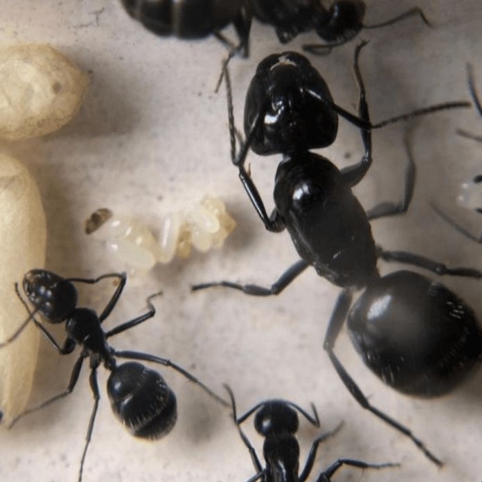 Camponotus laevissimus (Glacial Carpenter Ant) - Canada Ant Colony