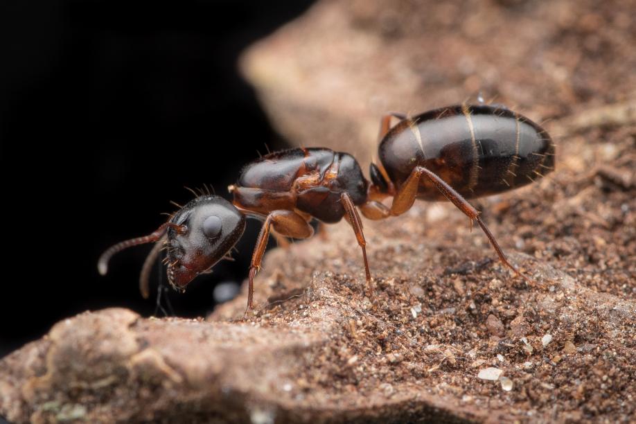 Camponotus nearticus (Smaller Carpenter Ant) - Canada Ant Colony