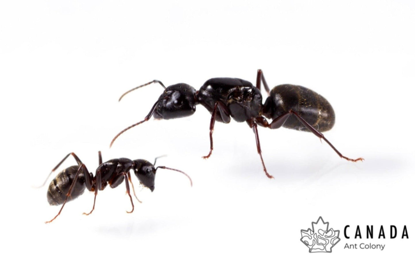 Camponotus pennsylvanicus (Eastern Black Carpenter Ant) - Canada Ant Colony