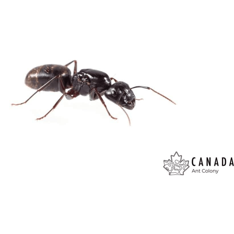 Camponotus pennsylvanicus (Eastern Black Carpenter Ant) - Canada Ant Colony