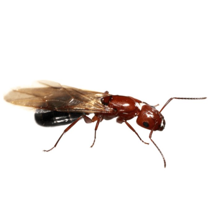 Camponotus sayi (Bicolor Carpenter Ant) - Canada Ant Colony