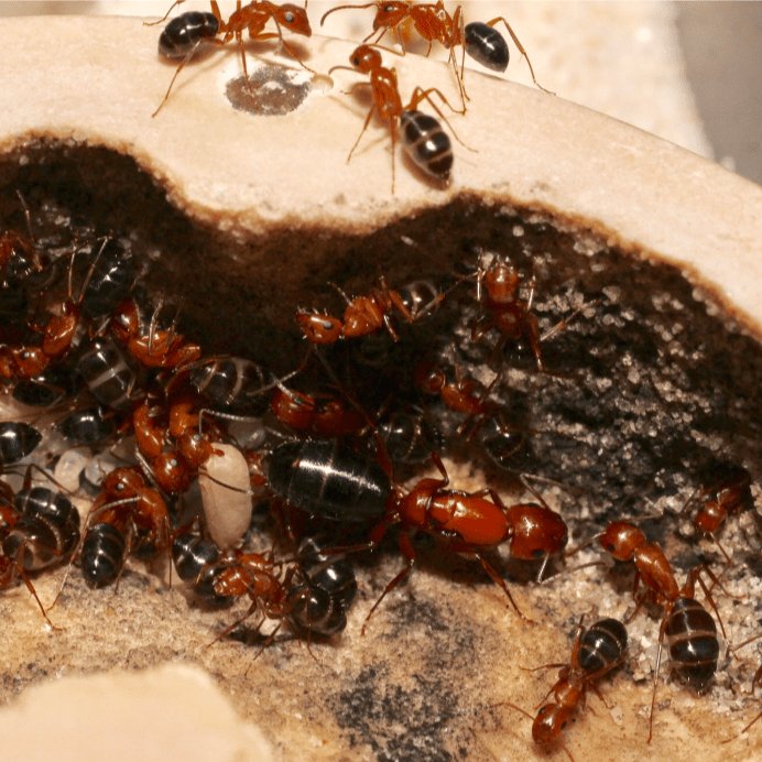 Camponotus sayi (Bicolor Carpenter Ant) - Canada Ant Colony