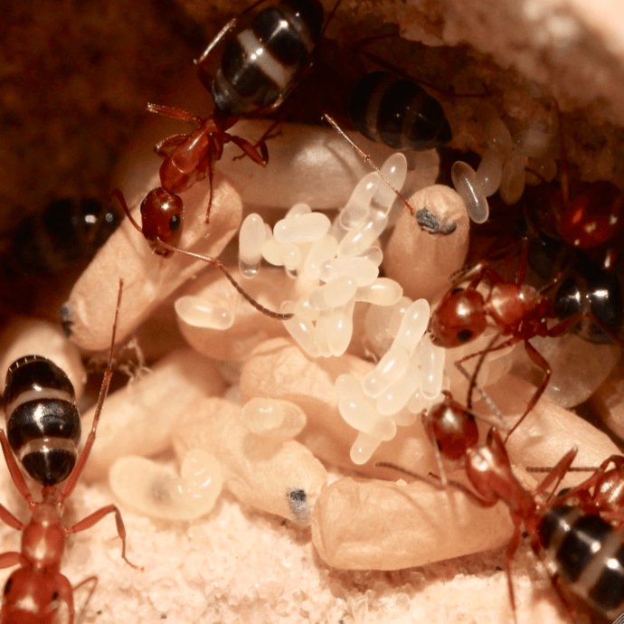 Camponotus sayi (Bicolor Carpenter Ant) - Canada Ant Colony